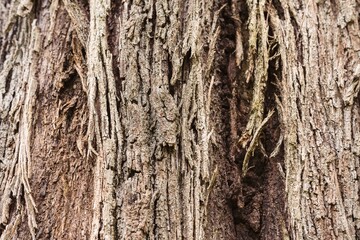 Close view of tree bark. Natural wood texture.