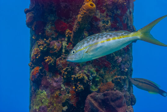 Yellowtail snapper ocyurus chrysurus swimming next to a pier pillar in Bonaire