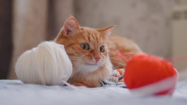 Ginger cat sits among yarn for crochet or knitting. Fluffy pet plays with knitted part and coils of threads.
