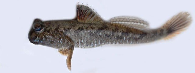 Fototapeta premium Atlantic mudskipper