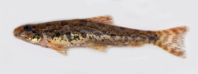 Lepidocephalus spp.