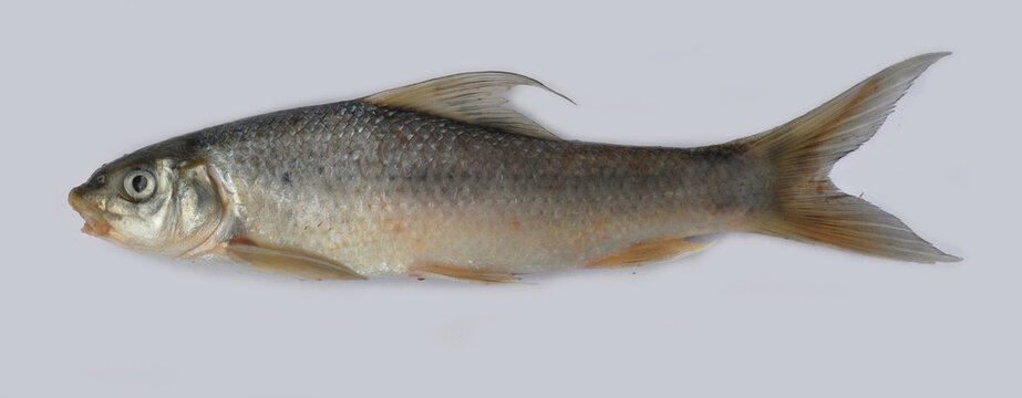 Labeo bata