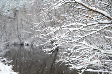 Falling snow collecting on tree branches