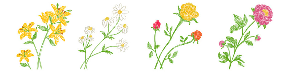 Peony, chamomile, lily and rose flowers set. Hand drawn floral vector illustrations. Pen or marker sketch. Hand drawn natural pencil drawing