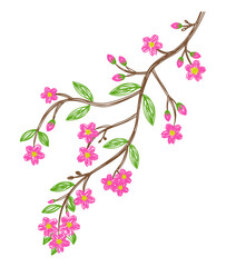 Sakura flower. Hand drawn floral vector illustration. Pen or marker sketch. Hand drawn design print. Natural pencil drawing