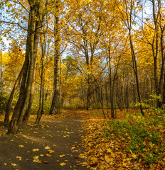 Obraz premium Autumn landscape in the historical park 