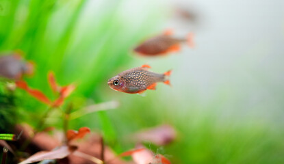 Celestial Pearl Danio Breeding, Danio margaritatus Freshwater fish in the aquarium, is often as often referred as galaxy rasbora or Microrasbora Galaxy. Animal aquascaping photography