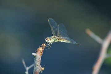 close up of a dragonfly