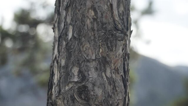 A hand peeling a tree bark, tree trunk peeling