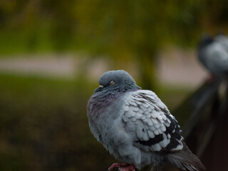 close up of a pigeon