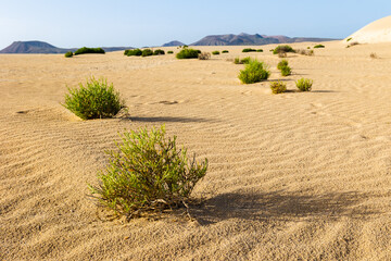 Fototapeta na wymiar Colorful landscape of Corralejo National Park in Fuerteventura, Canary Islands, Spain