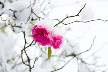 Fototapeta na wymiar 雪が積もるピンク色の薔薇