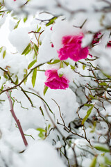 雪が積もるピンク色の薔薇
