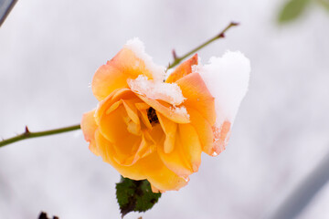 雪が積もる黄色い薔薇