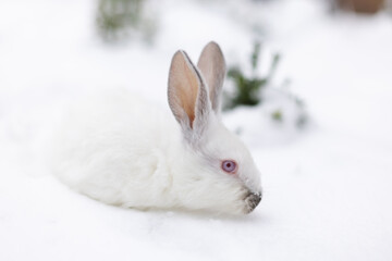 White rabbit walking on snow outside. Closeup