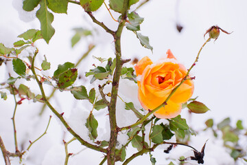 雪が積もる黄色い薔薇