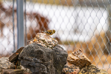 gold finch on a rock pile