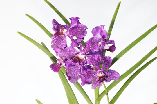 Vanda Chaopraya Violet orchid flower in full bloom