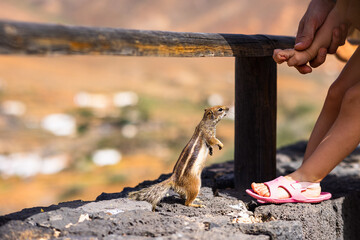 Obraz premium Maghreb squirrels, Canarian chipmunks in Fuerteventura