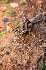 Cute Canarian Chipmunk in Fuerteventura, Spain
