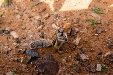 Maghreb squirrels, Canarian chipmunks in Fuerteventura