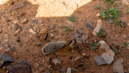 squirrels in Fuerteventura, Canary Islands, Spain