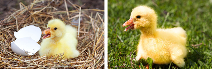Cute little domestic gosling with broken eggshell in straw nest