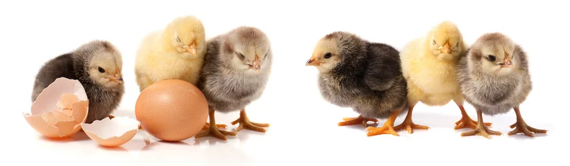 Fototapeten three cute little chicken with egg isolated on white background © kolesnikovserg
