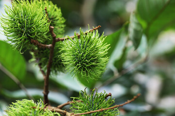 Green Rambutan on tree (Nephelium lappaceum)