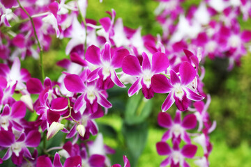 Fototapeta na wymiar Beautiful Thai orchid flowers in full bloom