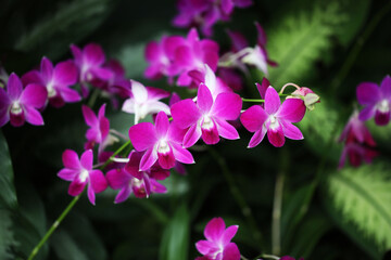 Fototapeta premium Purple and White Dendrobium Orchid in farm