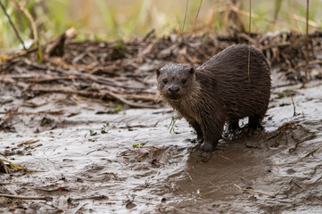 Cute wet otter(lutra lutra) on a rainy day