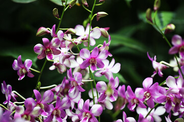 Beautiful pink Dendrobium orchid hybrid in full bloom