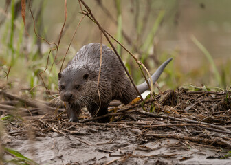 Cute wet otter(lutra lutra) on a rainy day