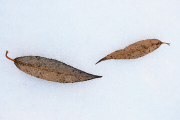 leaves are lying on the snow