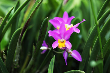 Beautiful Laelia orchid flower in tropical garden