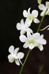 White Dendrobium flower in black background