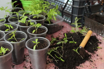 Rose garden of vegetables. Transplanting tomato seedlings. Young mahogany vegetables in plastic pots