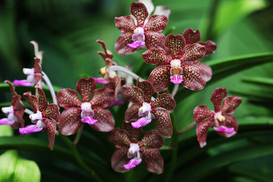 Papilionanda Mimi Palmer orchid with beautiful flowers