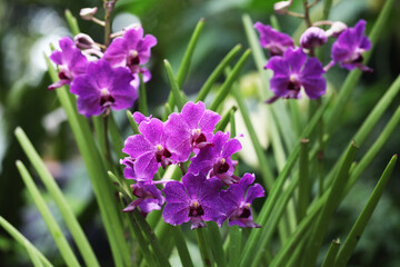 Purple orchid flower Vanchostylis Herbert Kurihara