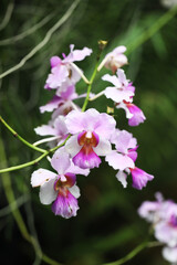 Vanda Miss Joaquim Hybrid Orchid National flower of Singapore