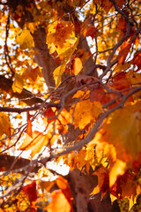le feuillage du platane en automne