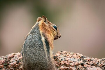 Chipmunk 