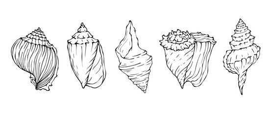 Seashells sketch set. Vector graphics.	