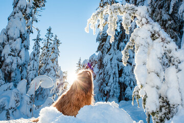 dog in snowy forest with sunflare