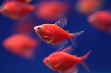 Glo fish tetra (Gymnocorymbus ternetzi) that is genetically modified into bright orange color 