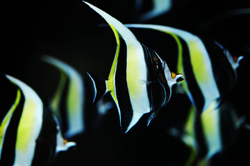 Moorish Idol (Zanclus cornutus) in white background