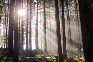 sunrays in foggy forest