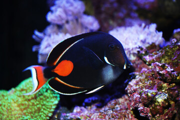 Fototapeta na wymiar Achilles Surgeonfish swimming in reef tank