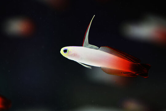 Fire goby or dartfish (Nemateleotris magnifica) swimming near coral reef